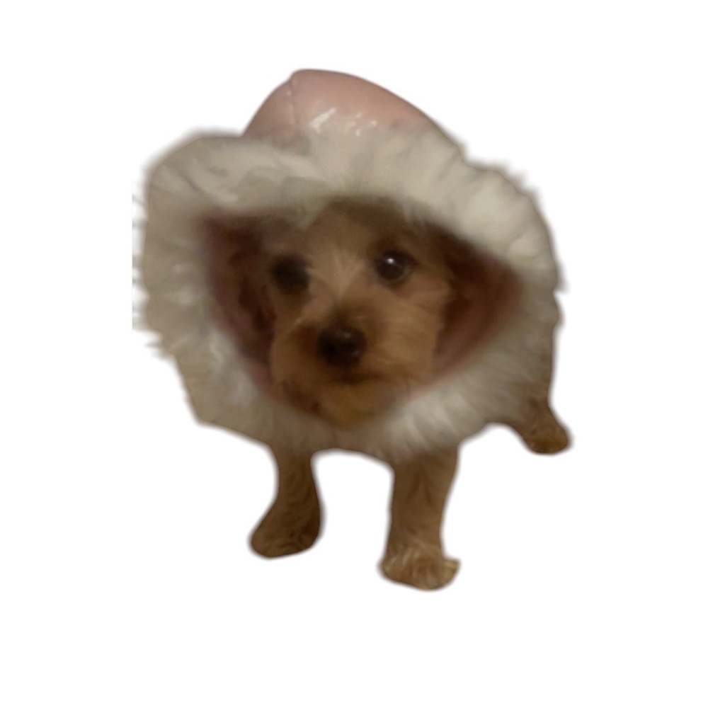 LUXURIOUS DOG COAT- BRAND NEW FUR COAT WITH FURRY WARM HOOD